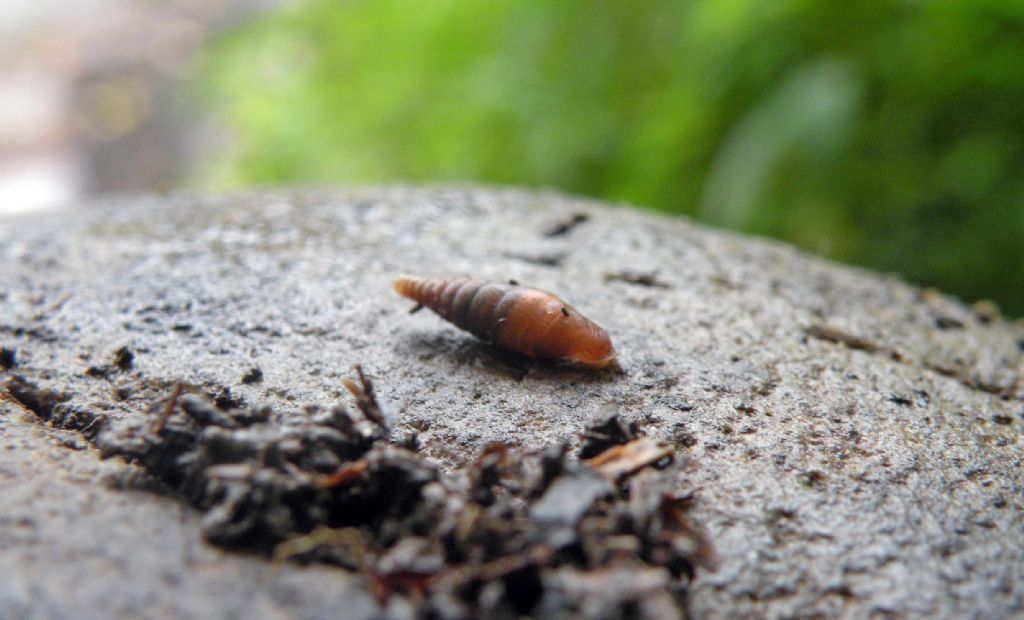Clausiliidae dai Gessi Triassici (RE)