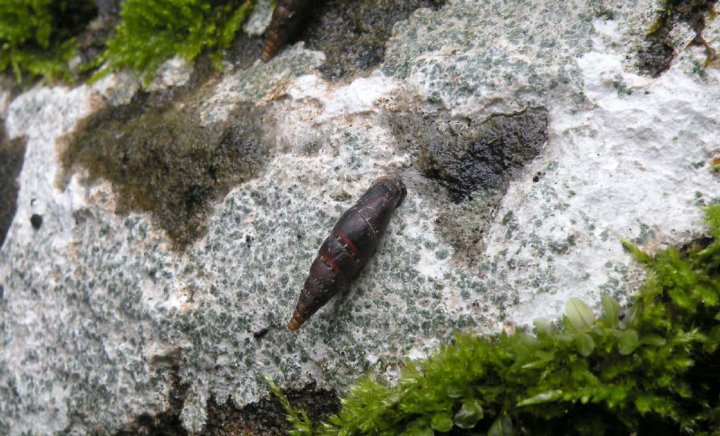 Ancora Charpentieria itala dall''Appennino reggiano?