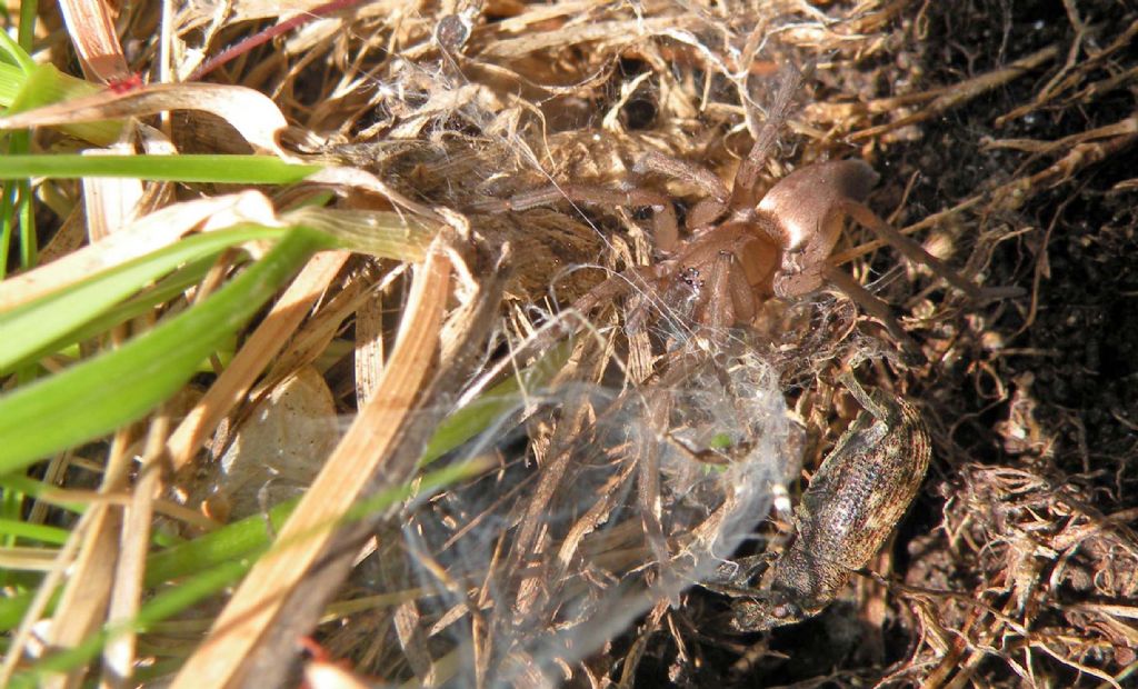 Drassodes sp. e Curculionidae - Levionaz (AO)