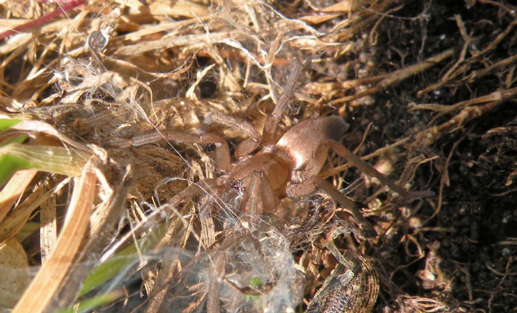 Drassodes sp. e Curculionidae - Levionaz (AO)