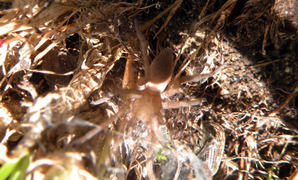 Drassodes sp. e Curculionidae - Levionaz (AO)