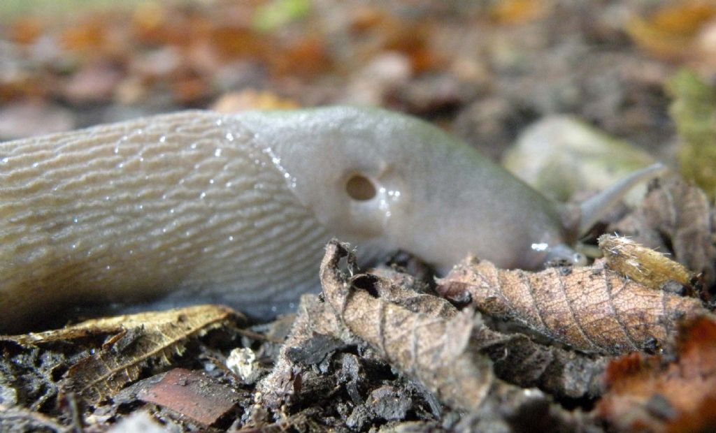 Variazioni cromatiche: Limax aldrovandi Moquin-Tandon 1855 dal Appennino (RE)