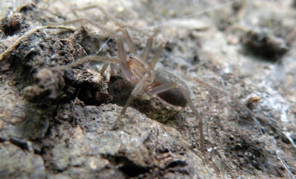 Agelenidae - Giarola di Ligonchio (RE)