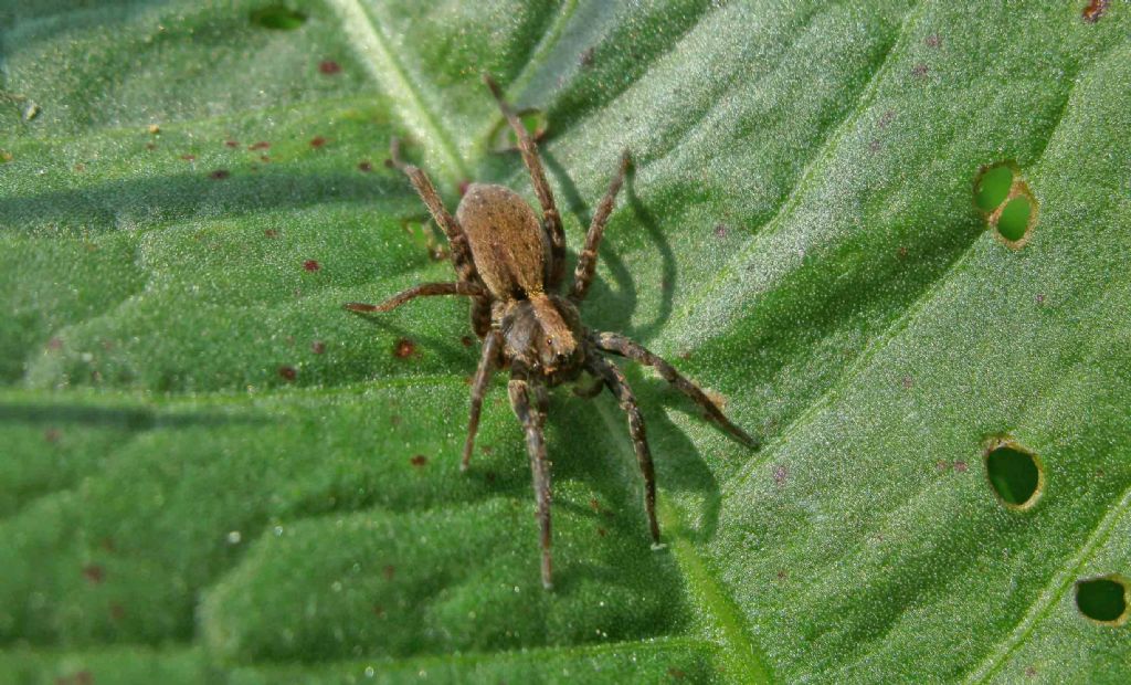 Alopecosa cf. pulverulenta - Rio Rodano (RE)