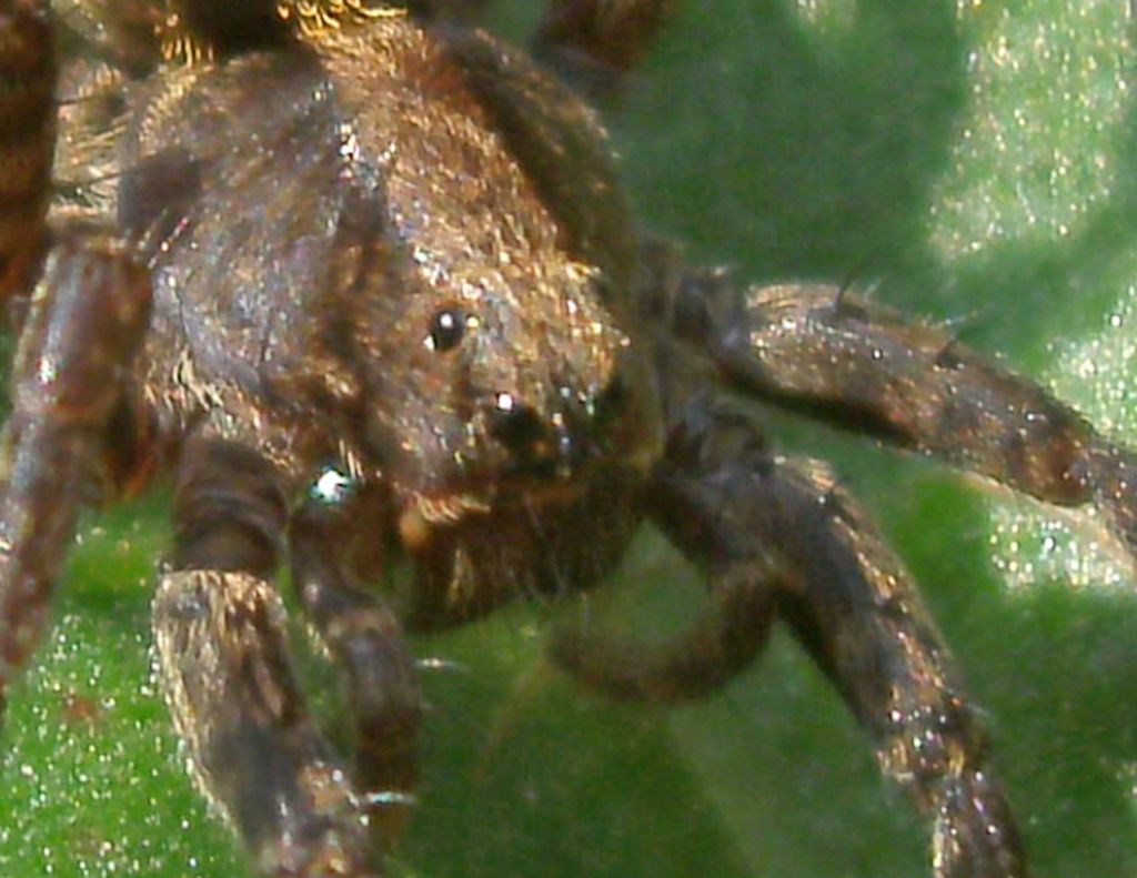 Alopecosa cf. pulverulenta - Rio Rodano (RE)