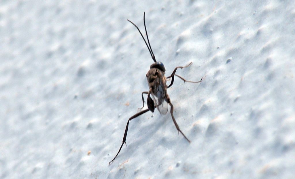 Fauna di un villaggio turistico a Capo Verde: IV: Insetti