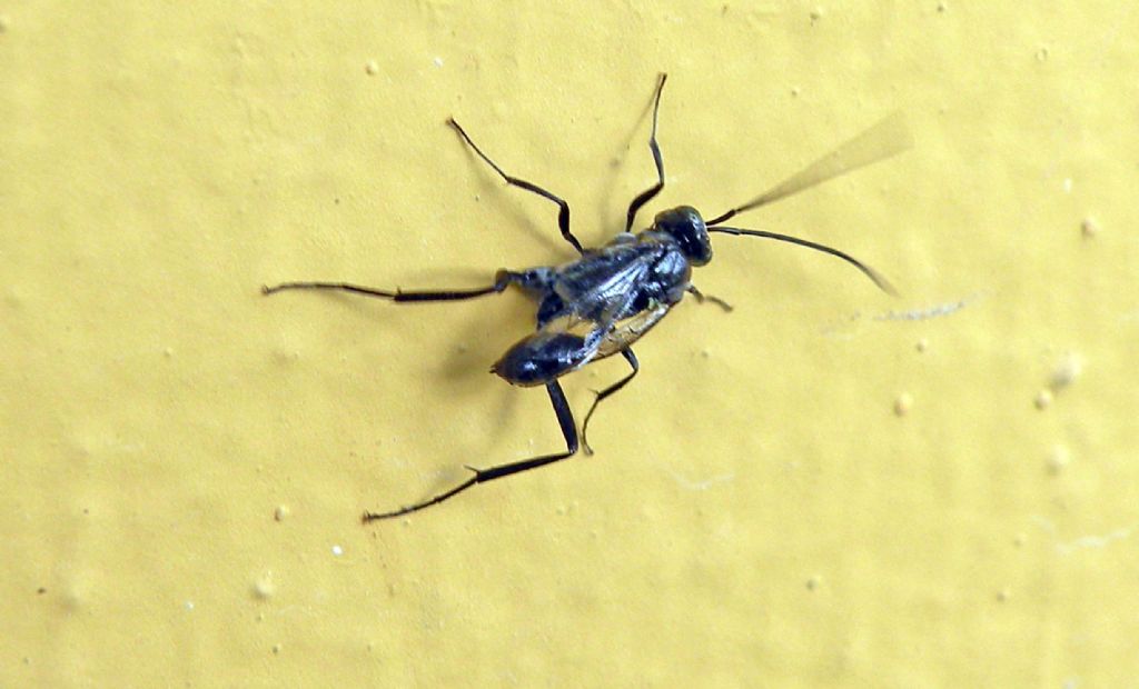 Fauna di un villaggio turistico a Capo Verde: IV: Insetti