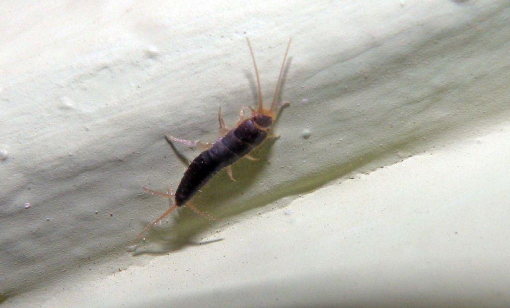 Fauna di un villaggio turistico a Capo Verde: IV: Insetti