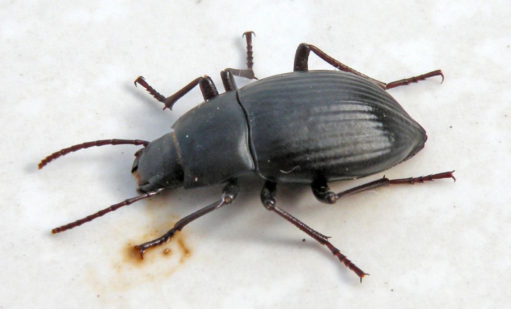 Fauna di un villaggio turistico a Capo Verde: IV: Insetti