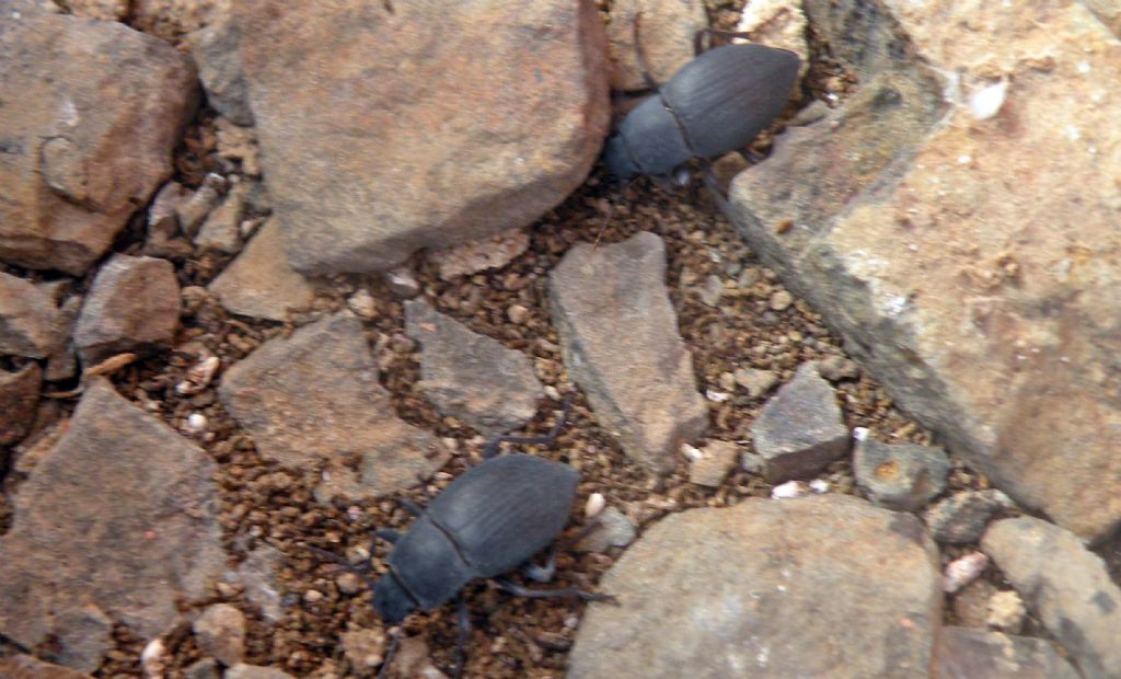 Fauna di un villaggio turistico a Capo Verde: IV: Insetti