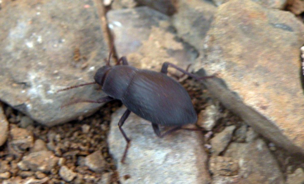 Fauna di un villaggio turistico a Capo Verde: IV: Insetti