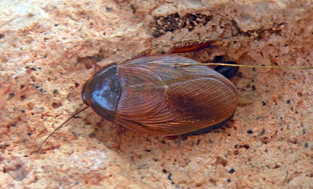 Fauna di un villaggio turistico a Capo Verde: IV: Insetti