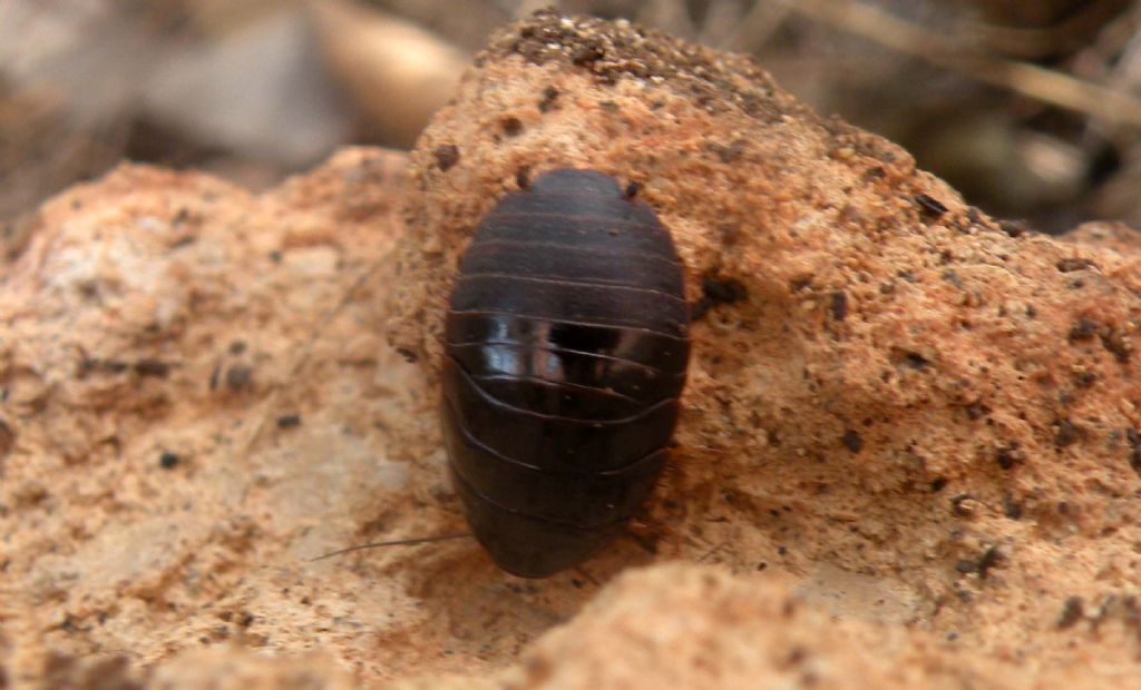 Fauna di un villaggio turistico a Capo Verde: IV: Insetti