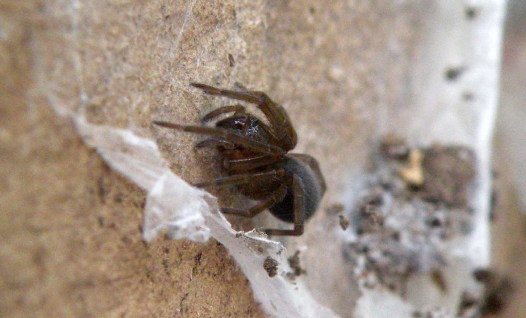Agelenidae - Giarola di Ligonchio (RE)