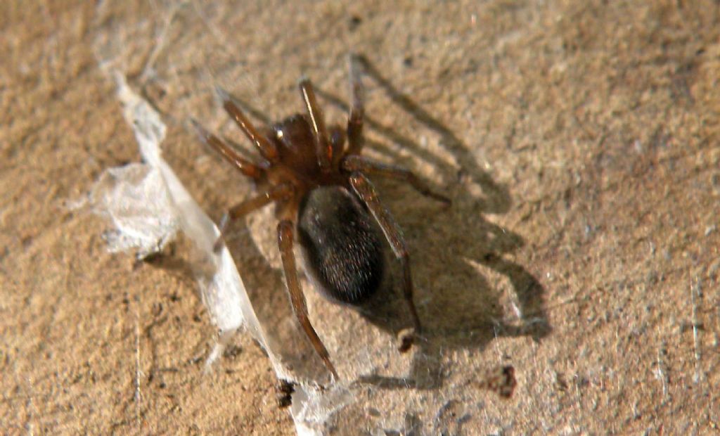 Agelenidae - Giarola di Ligonchio (RE)