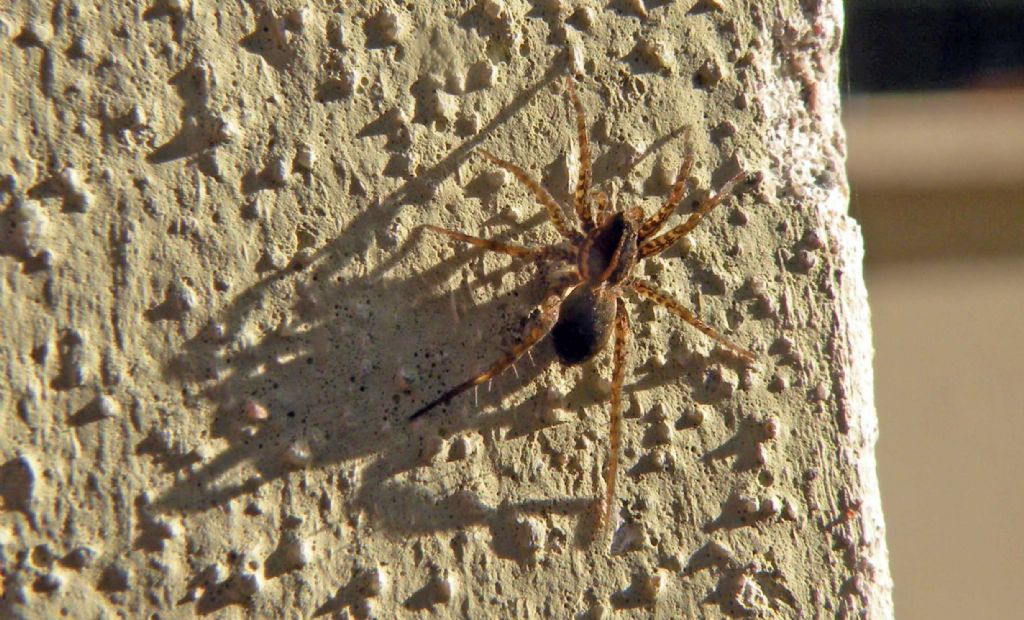 Pardosa sp - Reggio Emilia