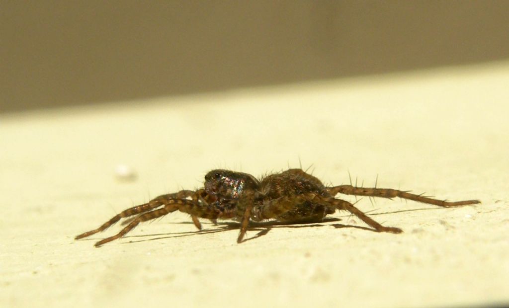 Pardosa sp - Reggio Emilia