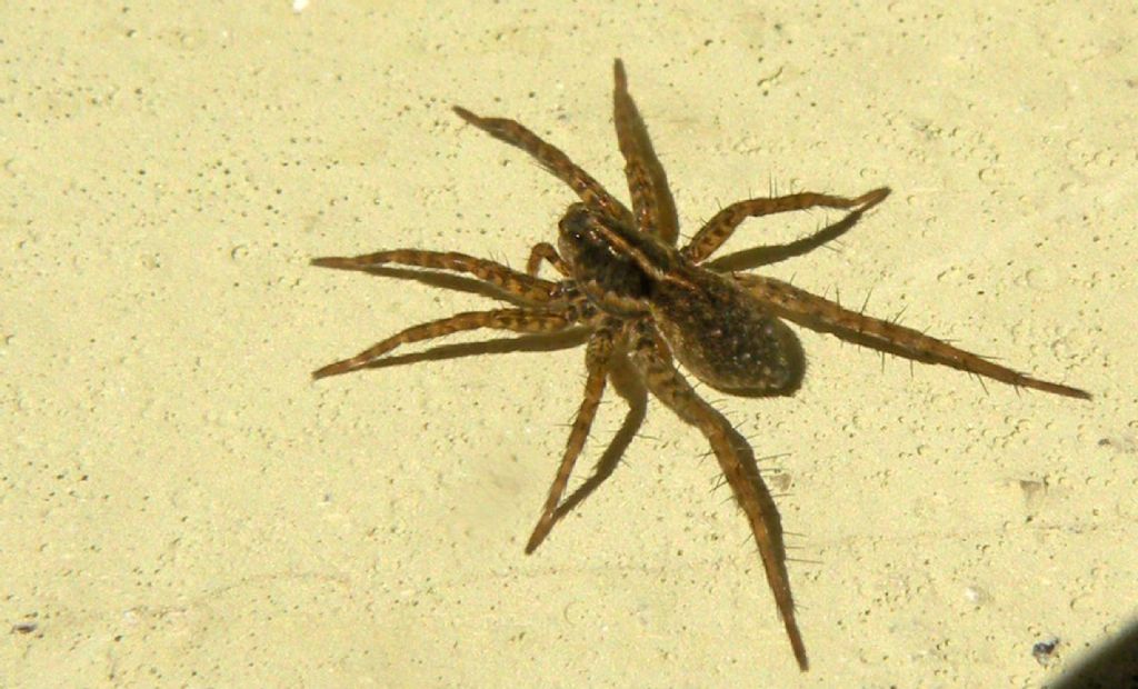 Pardosa sp - Reggio Emilia