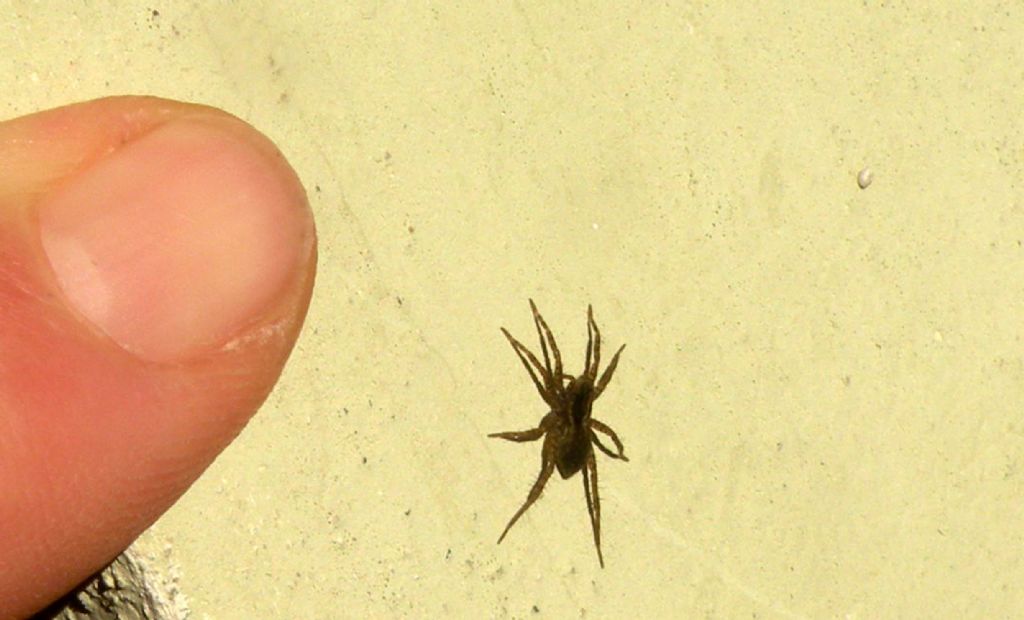Pardosa sp - Reggio Emilia