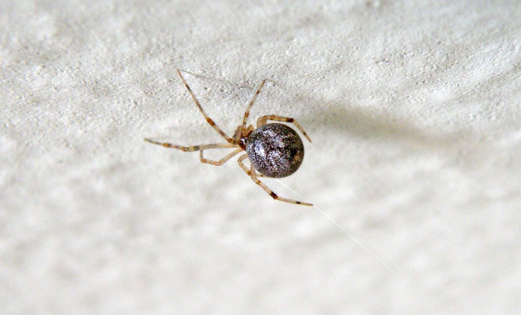 Parasteatoda sp. - Reggio Emilia (RE)