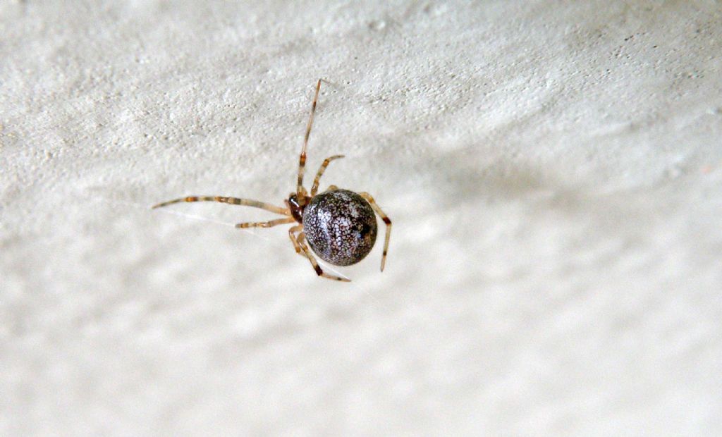 Parasteatoda sp. - Reggio Emilia (RE)
