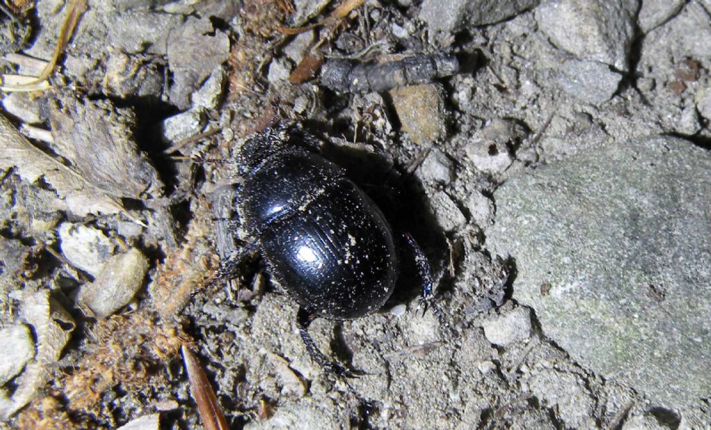 De gustibus...Anoplotrupes stercorosus, Geotrupidae