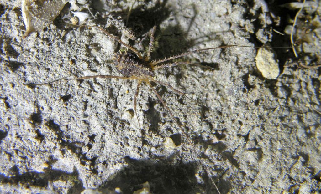 Piccolo e spinosissimo: Astrobunus sp. (Sclerosomatidae)