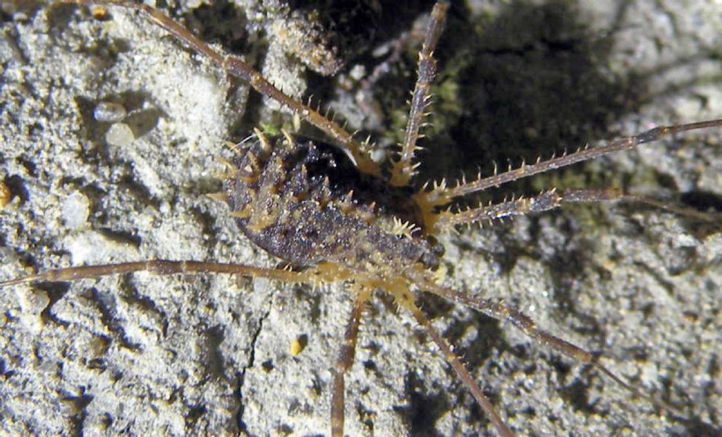 Piccolo e spinosissimo: Astrobunus sp. (Sclerosomatidae)
