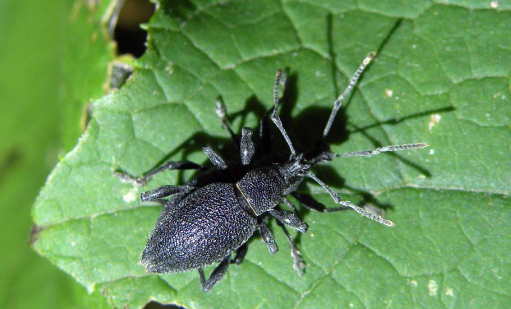 Cosa fanno i Curculionidae di notte,,,Otiorhynchus caudatus