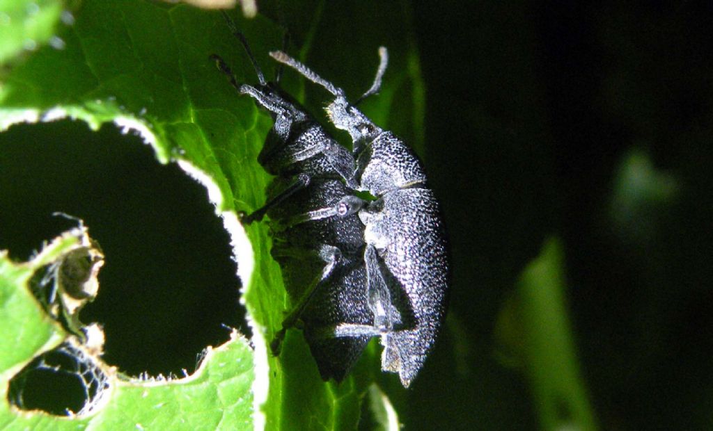Cosa fanno i Curculionidae di notte,,,Otiorhynchus caudatus