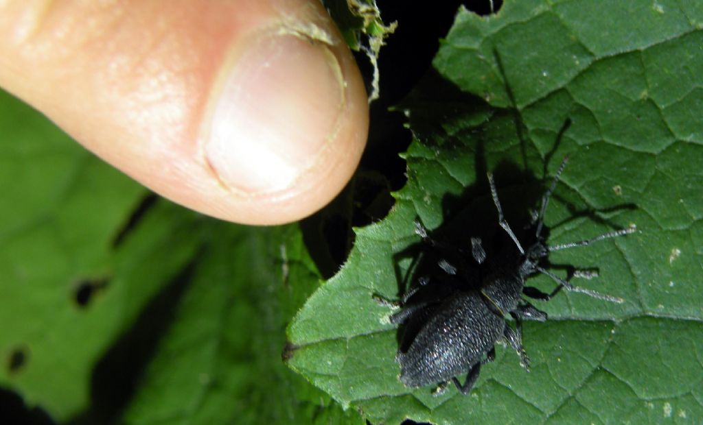 Cosa fanno i Curculionidae di notte,,,Otiorhynchus caudatus