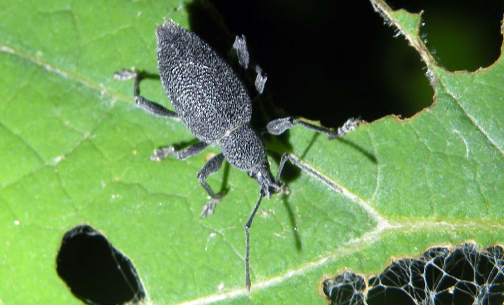 Cosa fanno i Curculionidae di notte,,,Otiorhynchus caudatus