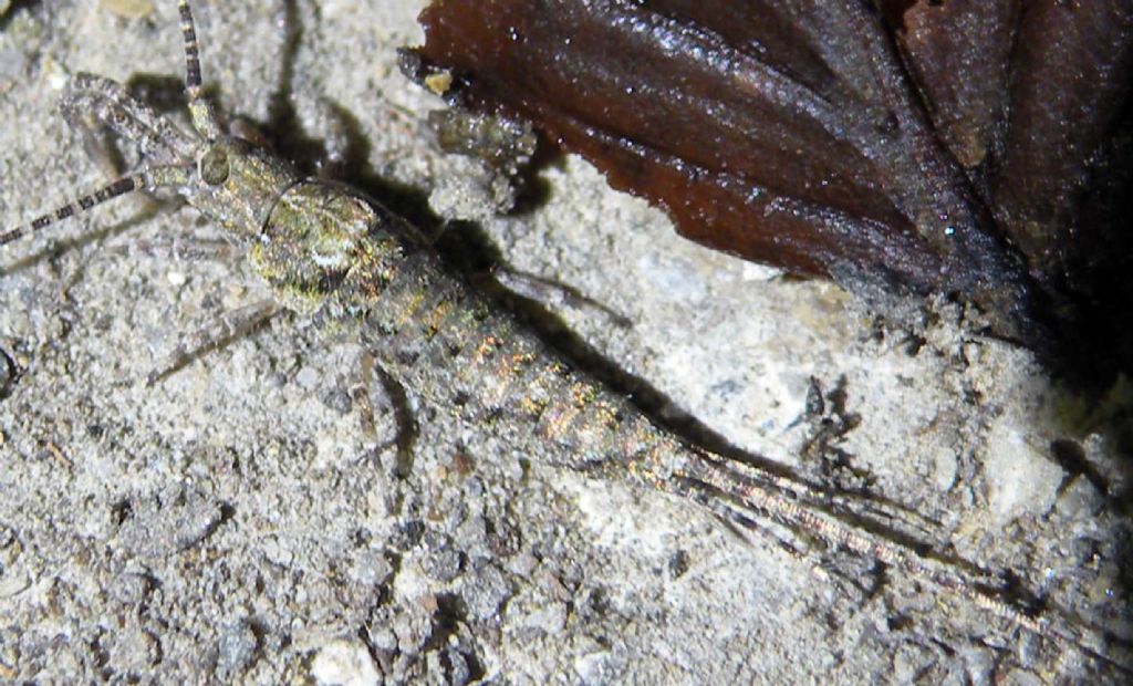 Piccole sorprese notturne: Machilis sp. e Lepismachilis sp.