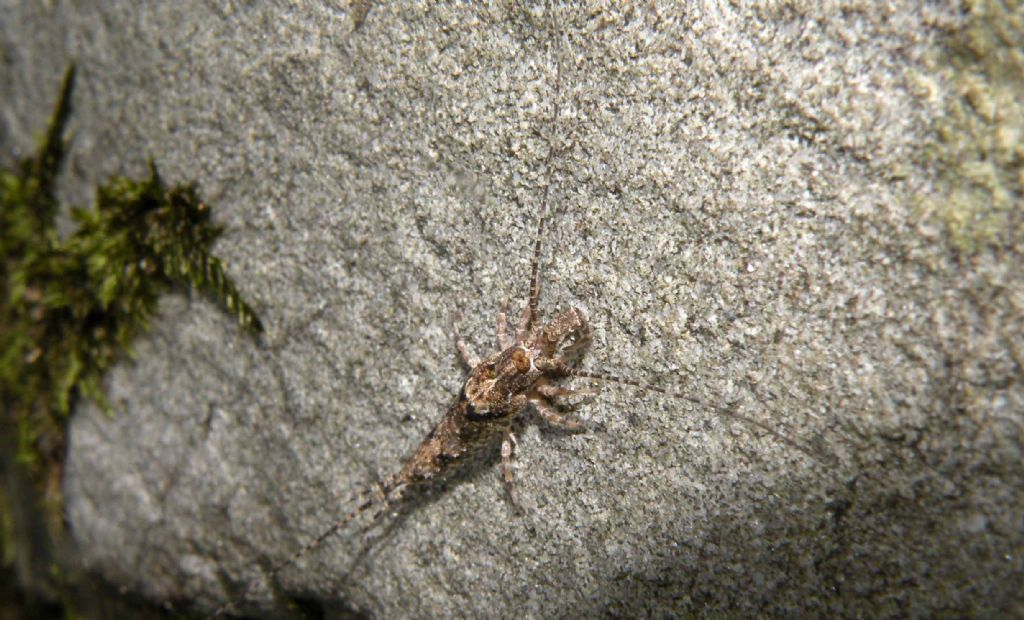Piccole sorprese notturne: Machilis sp. e Lepismachilis sp.