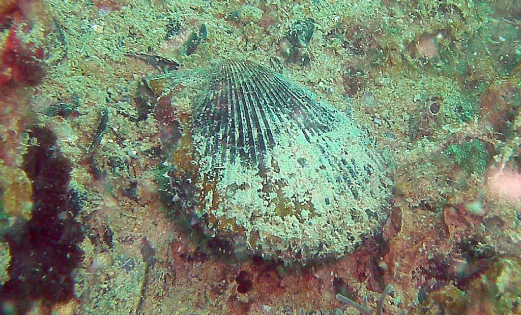 Bivalve dal Conero
