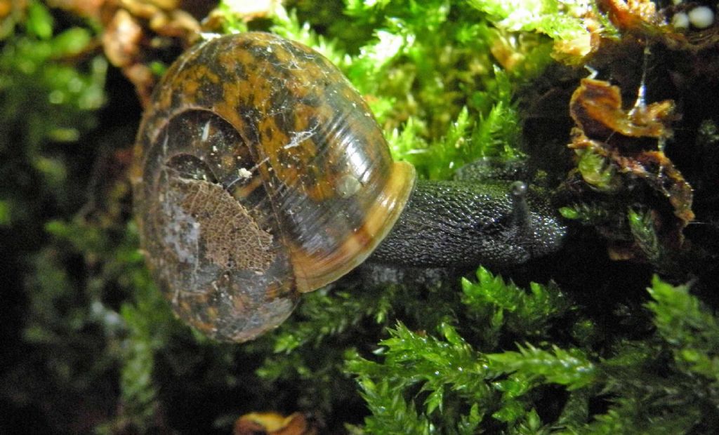 Trochulus hispidus nell''Appennino Reggiano?