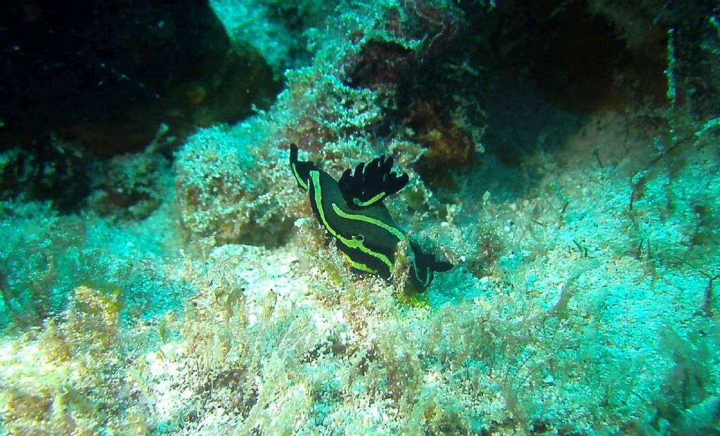 Nudibranchi da Capo Verde