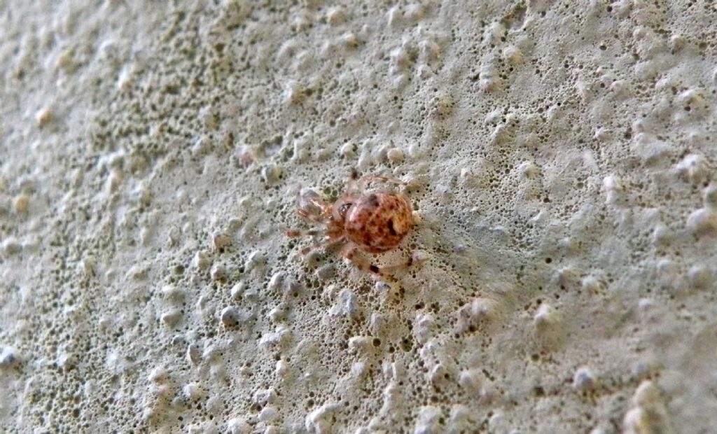 Parasteatoda tepidariorum  - Reggio Emilia