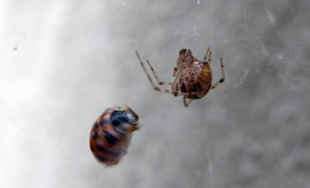 Parasteatoda tepidariorum  - Reggio Emilia