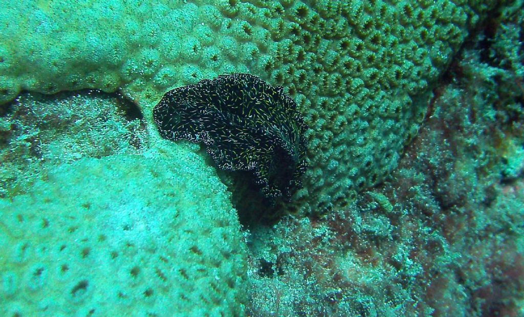 Nudibranchi da Capo Verde