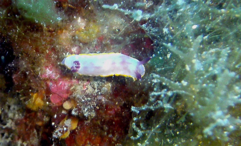 Felimida purpurea (= Chromodoris purpurea)?