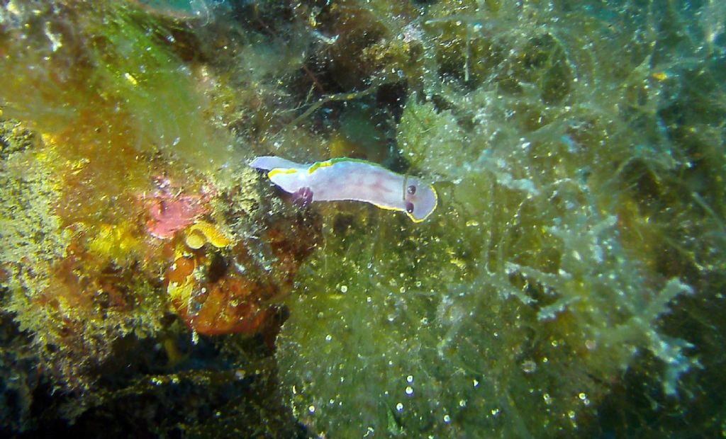 Felimida purpurea (= Chromodoris purpurea)?