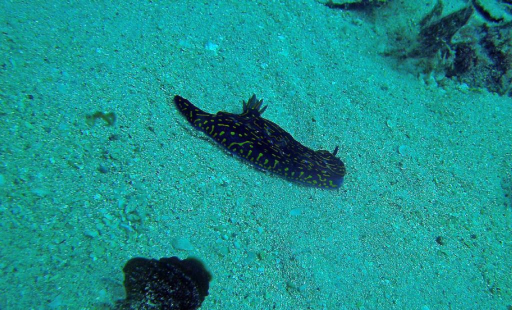 Nudibranchi da Capo Verde