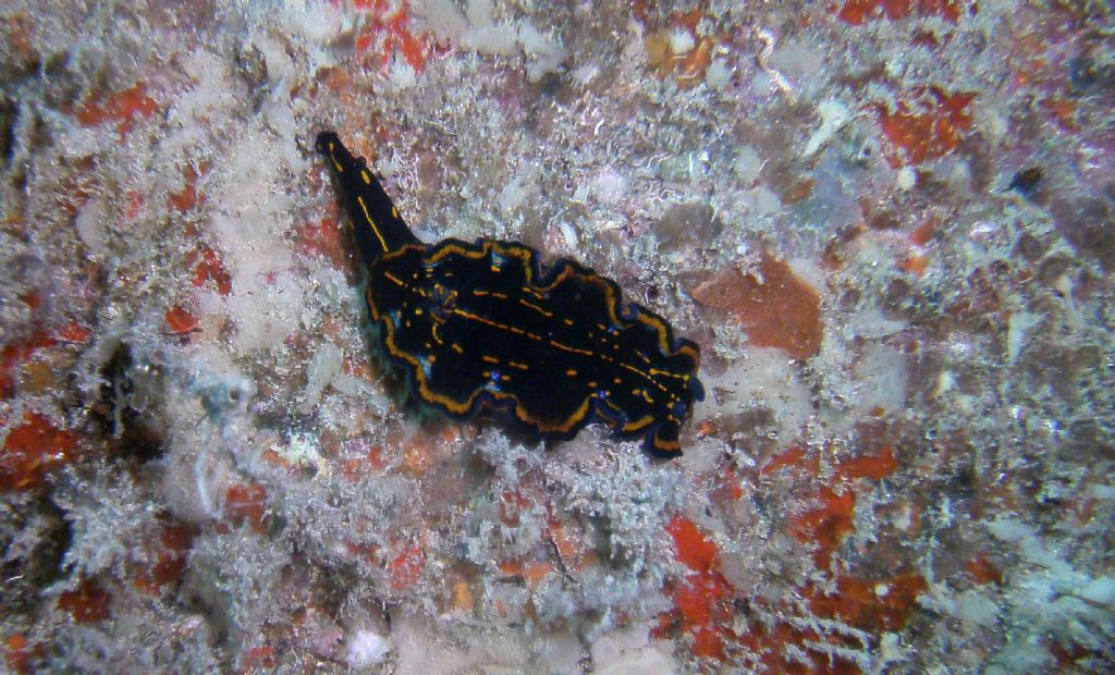 Nudibranchi da Capo Verde