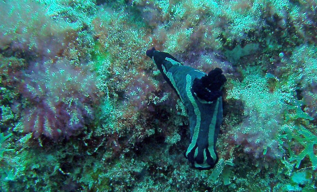 Nudibranchi da Capo Verde