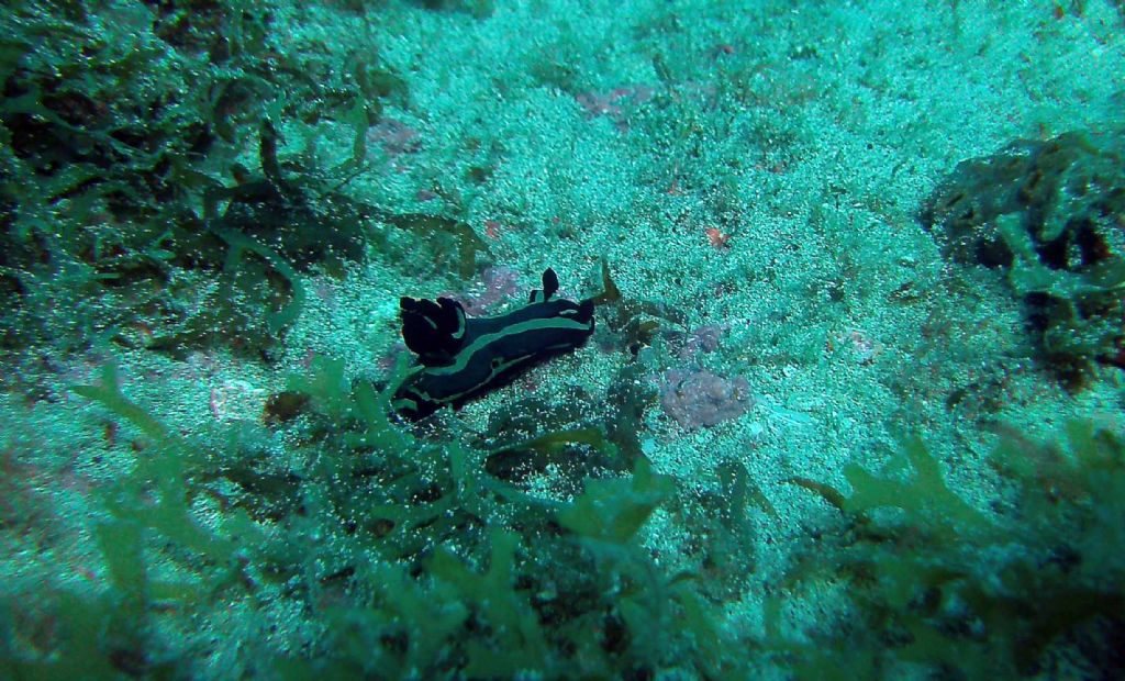 Nudibranchi da Capo Verde