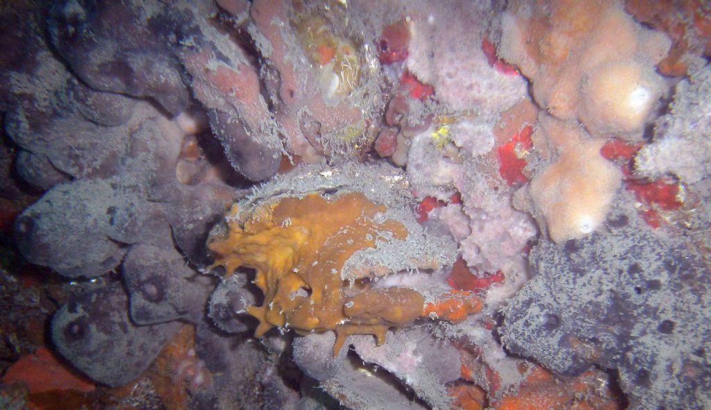Un rimorchiatore pieno di spugne: 1. Dysidea fragilis?