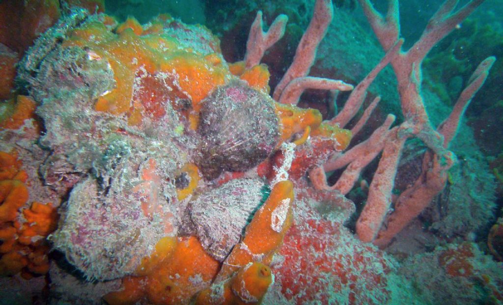Un rimorchiatore pieno di spugne: 1. Dysidea fragilis?