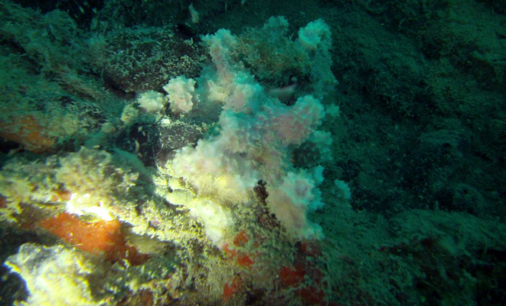 Un rimorchiatore pieno di spugne: 1. Dysidea fragilis?