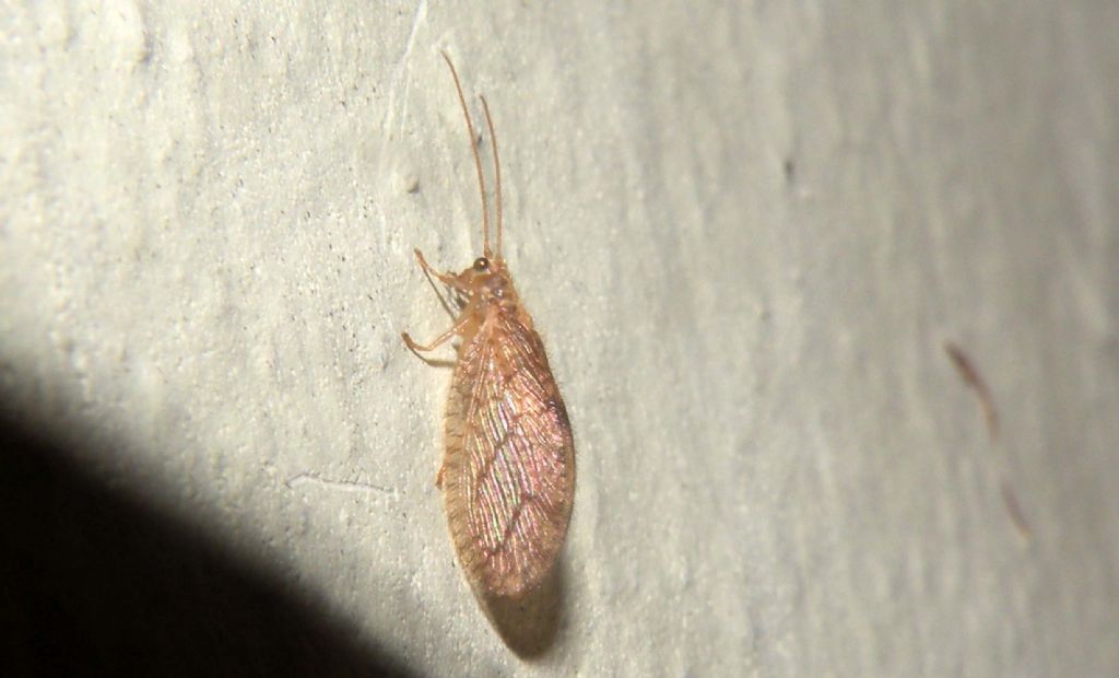Ospite autunnale: Micromus angulatus